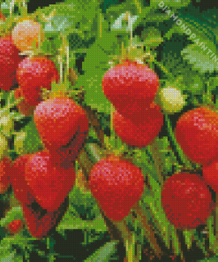 Strawberry Plant Diamond Painting