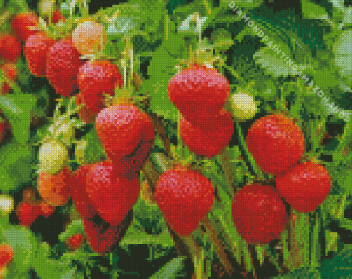 Strawberry Plant Diamond Painting