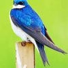 Swallow Blue Bird Diamond Painting