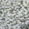 White Gypsophila Diamond Painting