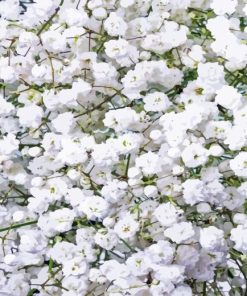 White Gypsophila Diamond Painting