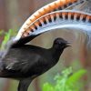 Black Lyrebird Diamond Painting