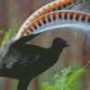 Black Lyrebird Diamond Painting