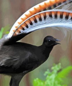 Black Lyrebird Diamond Painting