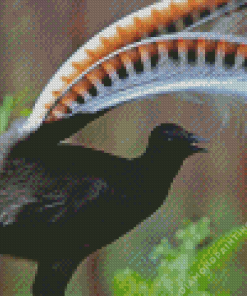 Black Lyrebird Diamond Painting