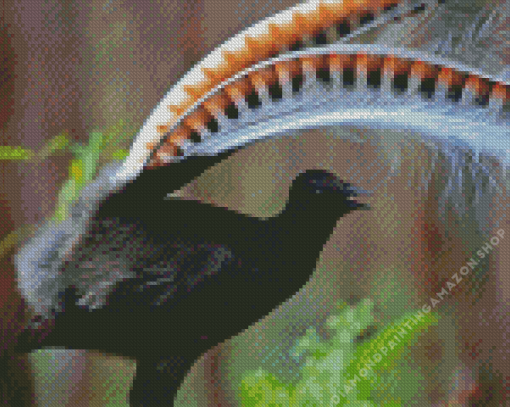 Black Lyrebird Diamond Painting