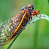 Cicadas Diamond Painting