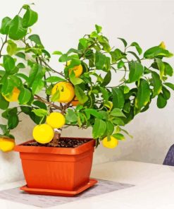 Lemons Tree Pots Diamond Painting