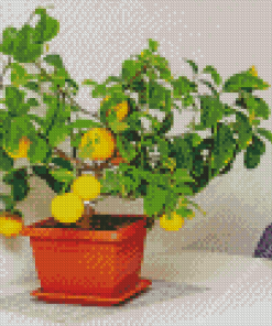 Lemons Tree Pots Diamond Painting