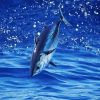 Skipjack Diamond Painting