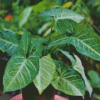 Syngonium Leaf Diamond Painting