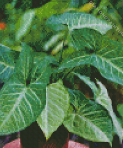 Syngonium Leaf Diamond Painting