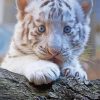 Tiger With Blue Eyes Diamond Painting