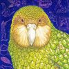 Kakapo Art Diamond Painting