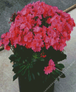 Lewisia Flowers Pot Diamond Painting