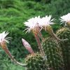 Echinopsis Oxygona Diamond Painting