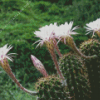 Echinopsis Oxygona Diamond Painting