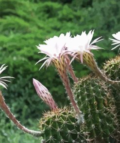 Echinopsis Oxygona Diamond Painting