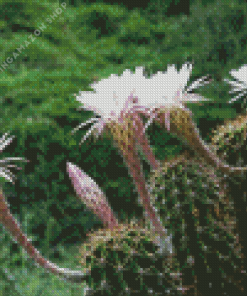 Echinopsis Oxygona Diamond Painting