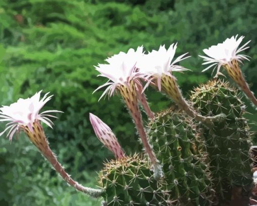 Echinopsis Oxygona Diamond Painting