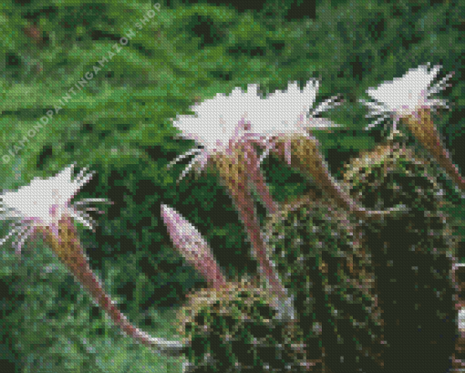 Echinopsis Oxygona Diamond Painting