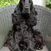 Spaniel On Chair Diamond Painting