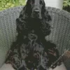 Spaniel On Chair Diamond Painting