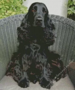 Spaniel On Chair Diamond Painting