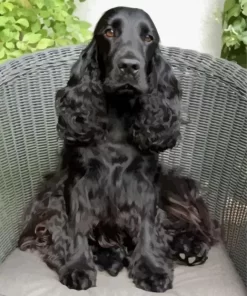 Spaniel On Chair Diamond Painting