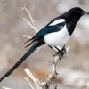 Black Billed Magpie Diamond Painting