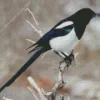 Black Billed Magpie Diamond Painting