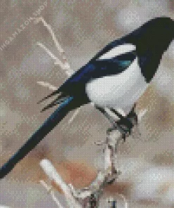 Black Billed Magpie Diamond Painting