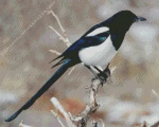 Black Billed Magpie Diamond Painting