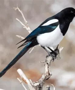 Black Billed Magpie Diamond Painting