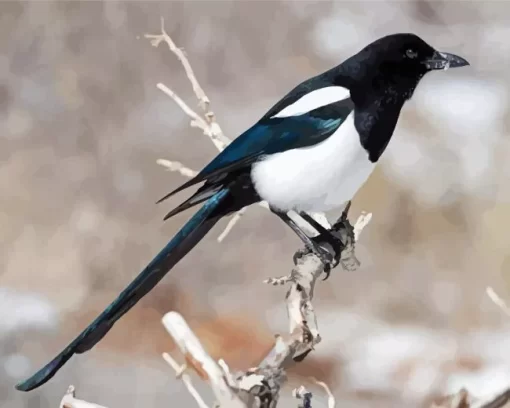 Black Billed Magpie Diamond Painting