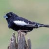 Lark Bunting Diamond Painting