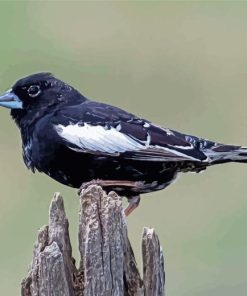 Lark Bunting Diamond Painting