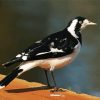 Magpie Lark Diamond Painting