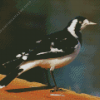 Magpie Lark Diamond Painting