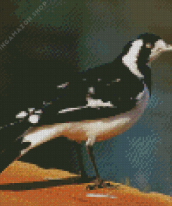 Magpie Lark Diamond Painting