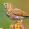 Cute Thrush Bird Diamond Painting