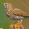 Cute Thrush Bird Diamond Painting