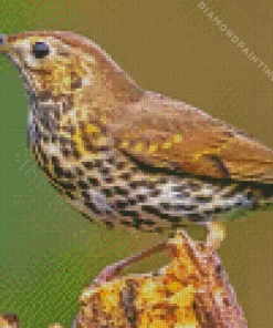 Cute Thrush Bird Diamond Painting