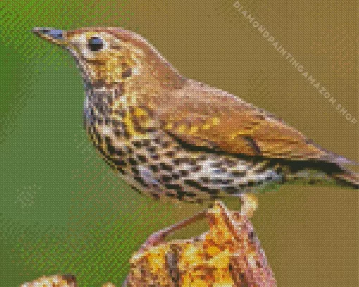 Cute Thrush Bird Diamond Painting