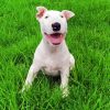 White Bull Terrier Diamond Painting