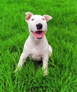 White Bull Terrier Diamond Painting