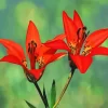 Wood Lily Diamond Painting