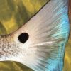 Beautiful Redfish Tail Diamond Painting