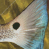 Beautiful Redfish Tail Diamond Painting