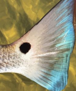 Beautiful Redfish Tail Diamond Painting